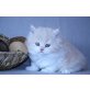 Humphrey, Inuk, Idaho , BKH & BLH - Kater