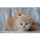 Humphrey, Inuk & Idaho, Britisch Langhaar - Kater