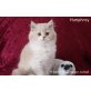 Humphrey, Inuk, Idaho & Indian Fire, Britisch Langhaar - Kater