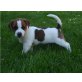 Humphrey, Jack-Russell-Terrier Welpen - Rüde