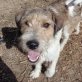 Humphrey ist ein liebenswerter Fratz, Foxterrier-Mischling Welpen - Rüde