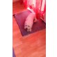 ???, Hund in Not - Rüde