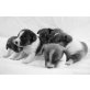 Hundebabys, Chiwawa-Jackrussel-Mix Welpen - Rüde