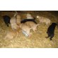 Hundebabys, Labradormischling - Rüde