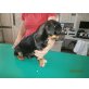 Hundefamilie sucht, Mischling - Rüde