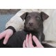Hundejungs, Mischling Welpen - Rüde