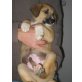 Hundekind Barth , Fröhlichkeit pur..... Welpen - Rüde