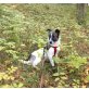 Hundemädchen 11 Monate/15kg sucht neues Zuhau - Hündin