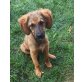 Hundemädchen 4 Monate/5kg sucht Zuhause - Hündin