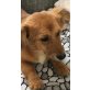 Hundemädchen, 4Monate/5kg sucht neues Zuhause - Hündin