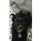 Hundemädchen, 4Monate/6kg sucht neues Zuhause - Hündin