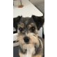 Hundemädchen, 9Monate/6kg sucht neues Zuhause - Hündin