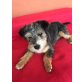 Hundemädchen, 9Monate/6kg sucht neues Zuhause - Hündin