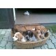Hundewelpen Welpen - Rüde