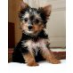 Hundi, Yorkshire Terrier - Rüde