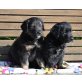 Hundis, Border Collie - Golden Retriever Welpen - Rüde