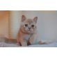 Hunnybears Nuts & Cream, Britisch Kurzhaarkatze - Kater