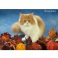 Hunnybears One and Only, Selkirk Rex - Kater