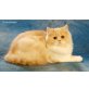 Hunnybears Only Love, Selkirk Rex - Katze