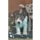 Hunter, Drahthaar-Foxterrier Welpen - Rüde