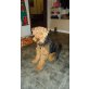 Hunter, Welsh Terrier - Rüde