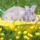 Hupe, Chinchilla-Mix - weiblich