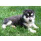 Hurra ! unsere Alaskan Malamute Welpen sind g, Alaskan Malamute - Hündin
