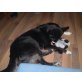 Husky-Border-Collie - Hündin