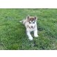 Husky - Rüde