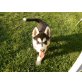 Husky - Rüde