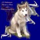 Husky - Rüde