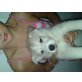 Husky-samojede mix babys 2 Mädchen und 1 Bub, Husky-Samojede - Rüde
