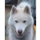 Husky vom Klostertal, Siberian Husky Welpen - Hündin