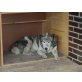 Huskybub BRIT (bea-fil) sucht dringend ein sc - Rüde