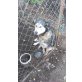 Huskydame NAYA (bea-fil) sucht dringend ein s - Hündin