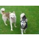 Huskys vom Klostertal, Siberian Husky Welpen - Rüde