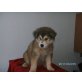 Huskyschäfermischling Welpen - Rüde