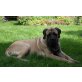 Huutch, Mastiff - Rüde