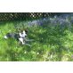 Hyde, Jack Russel  - Rüde