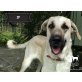 I F, Kangal Mischling - Hündin