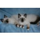 I-Jungs, Heilige Birma - Kater