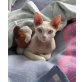I-Phone of Royal Devons, Devon Rex - Kater