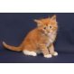 I-Wurf, Maine Coon - Kater