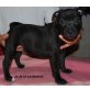 I-Wurf, Staffordshire-Bullterrier Welpen - Rüde