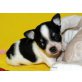 I am magic boy, Chihuahua kurzhaariger Schlag Welpen - Rüde