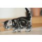 I und J-K Wurf mit österr, Stammbaum, Britisch Kurzhaarkatze - Katze
