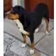 IAN, Grosser Schweizer Sennenhund - Rüde