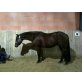 IB Dear Snooker King, Quarter Horse - Wallach