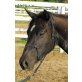 IC July Legacy, Paint Horse - Stute