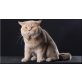 IC Napoleon of the Pepper King, Britisch Kurzhaarkatze - Kater